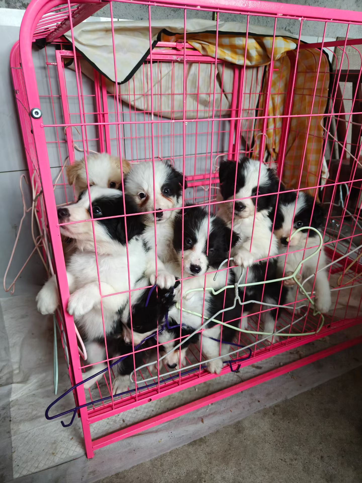 边境牧羊犬 300带走 弟弟妹妹都有